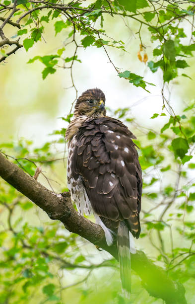 istock Young cooper's hawk on the branch 1222675439