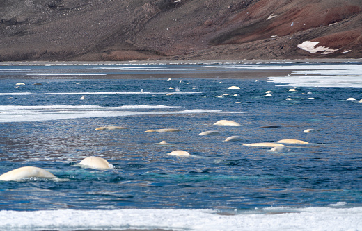 Group of beluga hunting in the artic at Svalbard Island