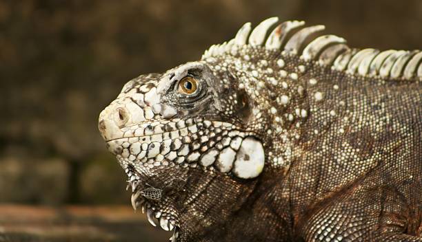 iguana look stock photo