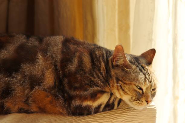istock A cute cat sleeping in the sunlight. 1222677032