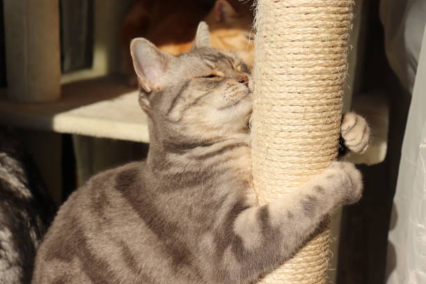 istock A cute cat who loves pillars. 1222677115