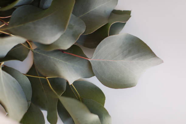 large flat-leaf eucalyptus - eucalyptus tree plants isolated objects nature imagens e fotografias de stock