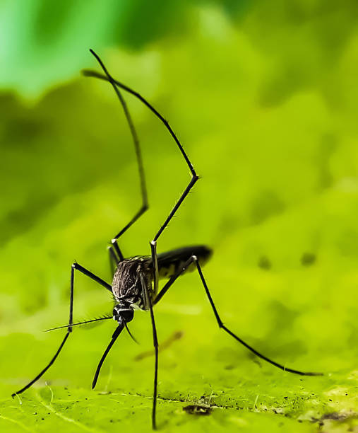 istock A black color mosquito siting on the green leaves. 1222680853