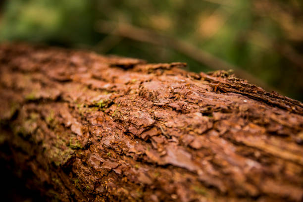 Eucalyptus Forest in Santa Catarina.