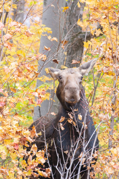 istock Moose showing up from the forest at Algonquin Provincial Park in Ontario Canada 1222682006