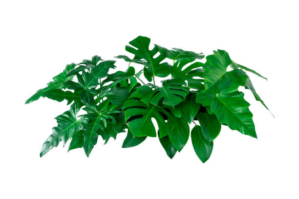 istock green leaves for background and wallpaper 1222682081