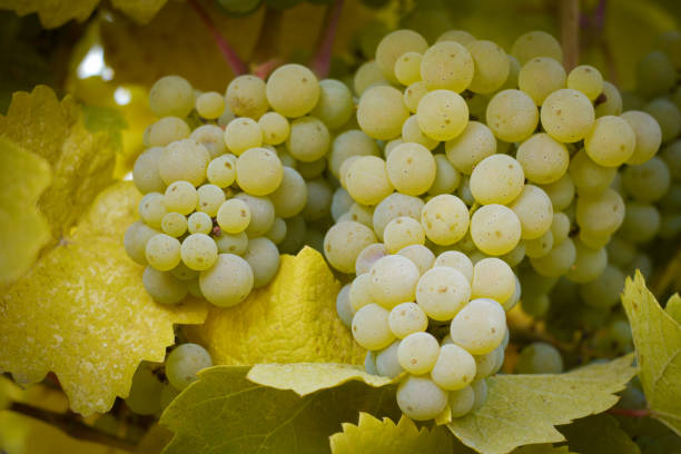 Bunch of white grapes hanging on the vine stock photo