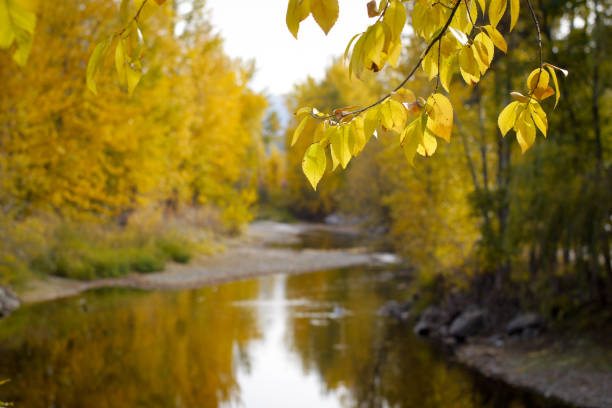 Autumn view of a calm flowing creek stock photo