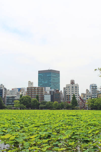 istock Hydrangea flowers in ueno park, tokyo. 1222684382