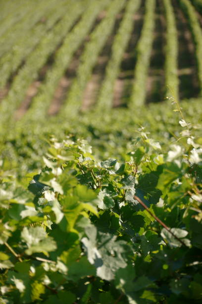 A view across rows of grape vines stock photo