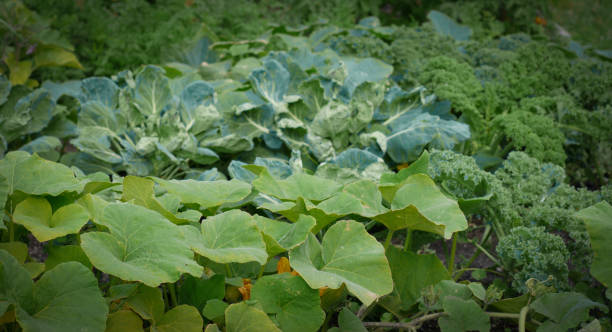 Vegetables growing in a backyard garden stock photo