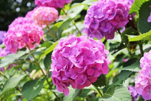 istock Hydrangea flowers in ueno park, tokyo. 1222685421