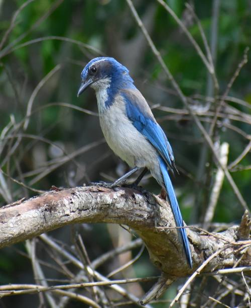 istock A California scrub jay (Aphelocoma californica) perched on a branch 1222685561