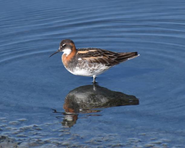 istock A red-necked phalarope (Phalaropus lobatus) in breeding plumage 1222685602