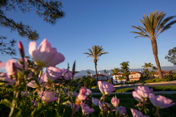 Laguna Niguel, California Low angle flower view of South Orange County's Laguna Niguel, California. laguna niguel stock pictures, royalty-free photos & images