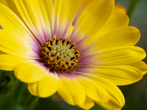 Brilliant yellow bicolor close up of a daisy type flower (Oseoperumum ecklonis) showing flower anatomy