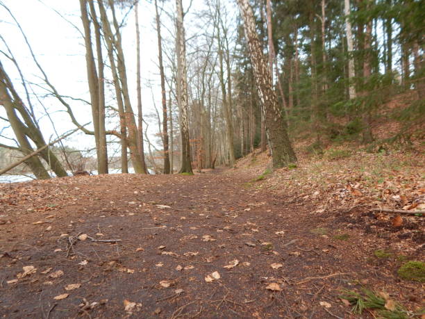 istock Walk in spring through the forest by the lake 1222688388