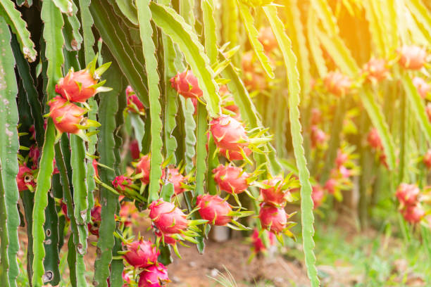 Dragon fruit in garden Dragon fruit in garden, Raw Pitaya fruit on tree, A pitaya or pitahaya is the fruit of several cactus species indigenous to the Americas. dragon fruit flower stock pictures, royalty-free photos & images