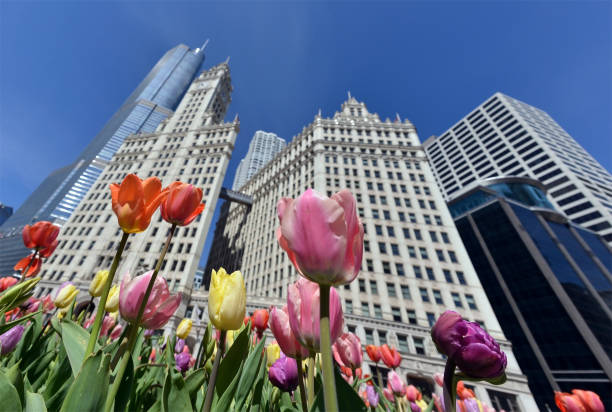 istock Tulips bloom in downtown Chicago 1222689723