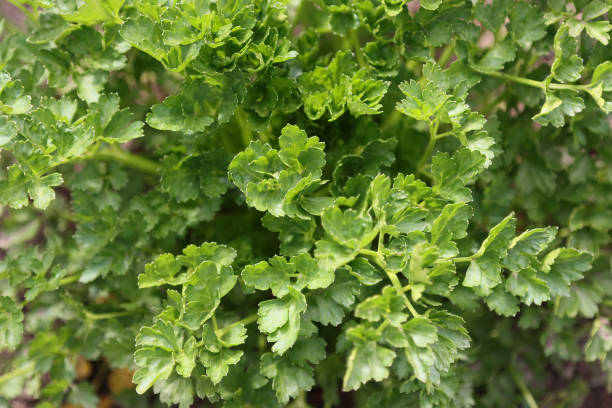 istock Cilantro branches with green leaves. 1222690297