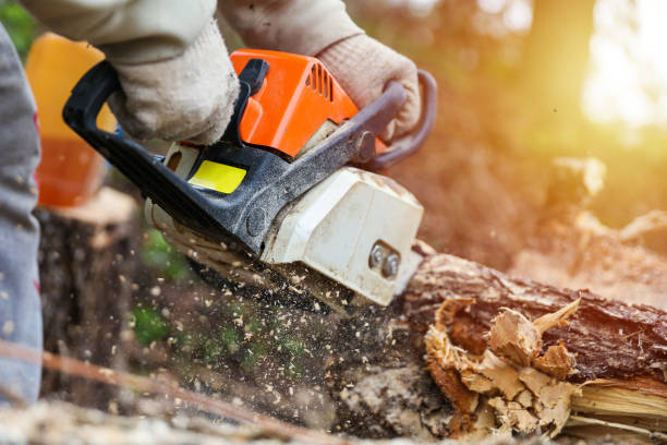 istock sawdust fly out from under the sawing chainsaw 1222690564