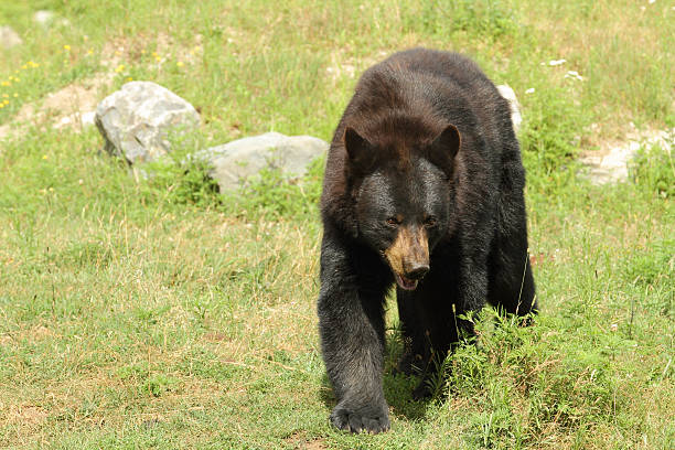 Black Bear – Foto