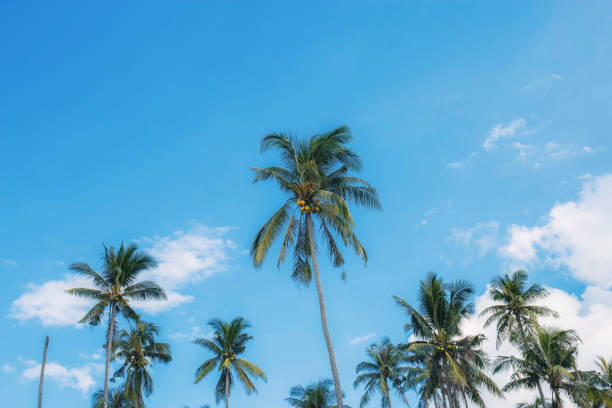 istock Coconut tree at sky in Thailand. 1222692603