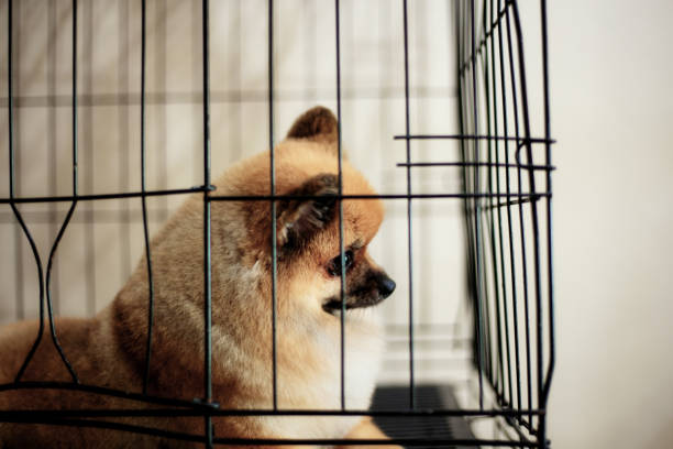 istock Dog in cage with background. 1222692623
