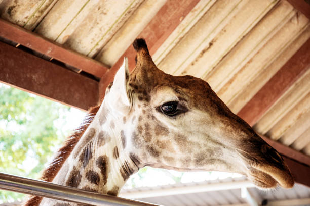 istock Giraffe in zoo exits outside. 1222692641