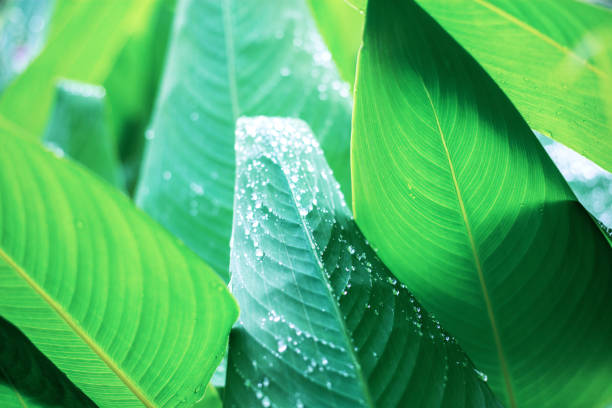 istock Green leaves of wet at sunlight. 1222692643