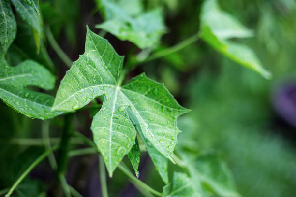 istock Leaves plant in garden. 1222692665