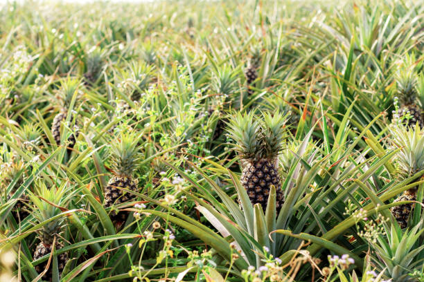 istock Pineapple on plantation with sunrise. 1222692681