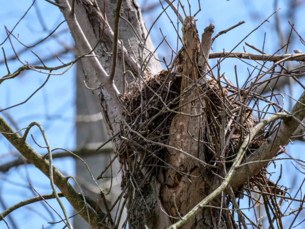 istock Bird Nest, Cleveland Metroparks, Ohio 1222692745