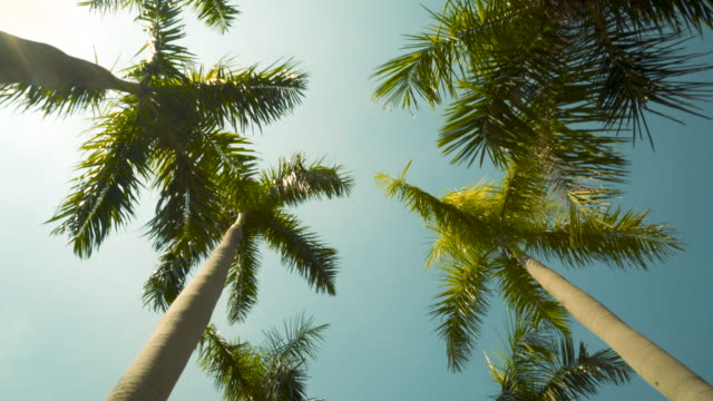Pov Driving Sunshine Climate Tropical Palm Trees.