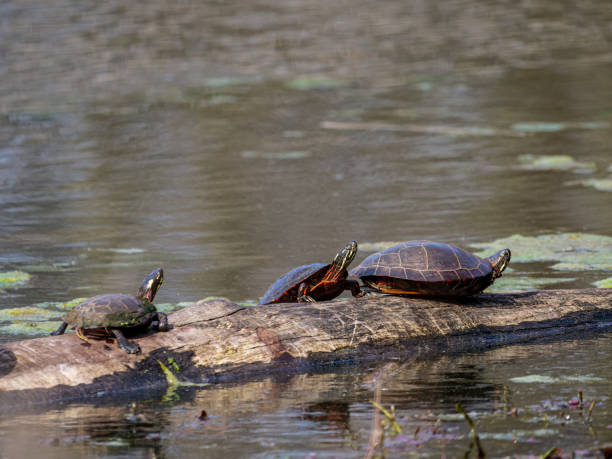 istock Painted Turtles in Sandy Ridge Reservation, Cleveland, Ohio 1222693598