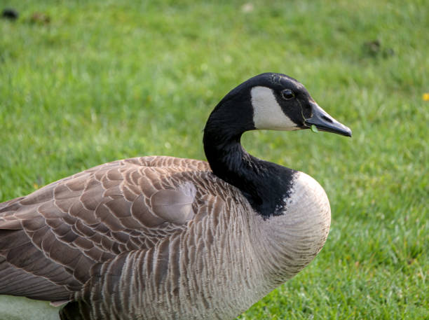 istock Canada Geese in Sandy Ridge Reservation, Cleveland, Ohio 1222693709