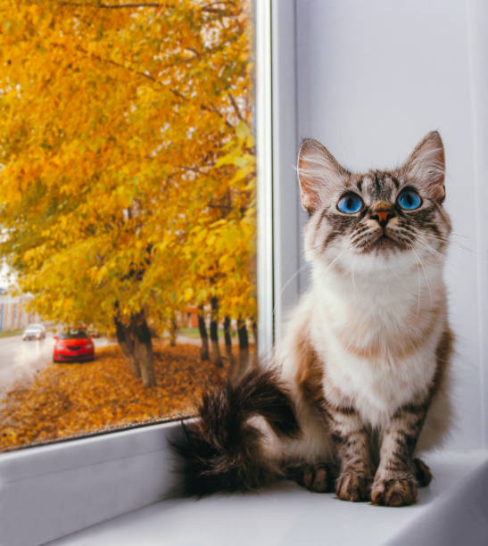 istock cute fluffy cat with blue eyes sitting on a window sill 1222694039