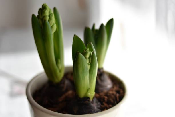 istock Spring Hyacinth/ Spring Hyacinth Bud growing/ Young narcissus growing. Bulbs in cans 1222699210