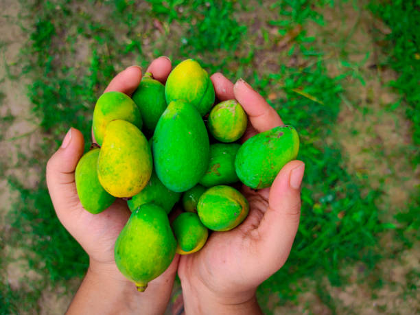 istock mango unripe colorful many in hands isolated 1222700456