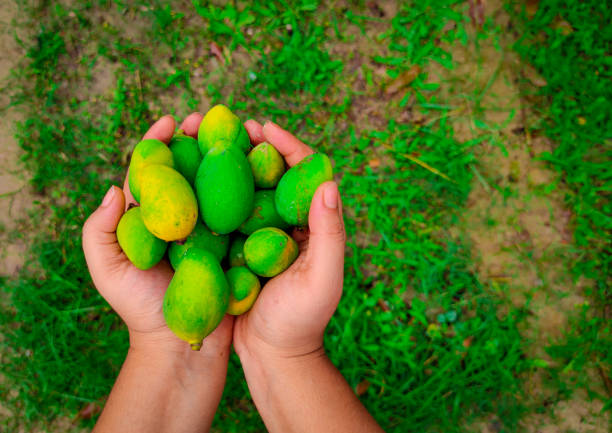 istock mango unripe colorful many in hands isolated 1222700457