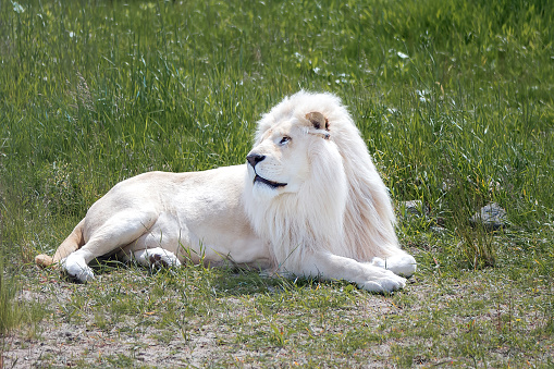White lion lying on the green grass