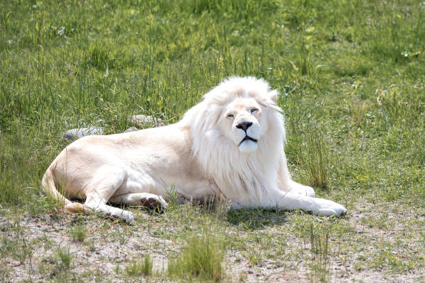 White lion lying on the green grass