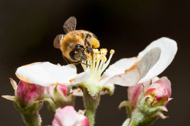 Bee on flower stock photo