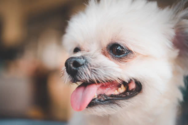 istock Dog looking and waiting something when travel 1222701326