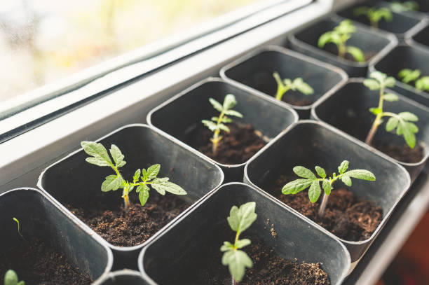 Условия выращивания