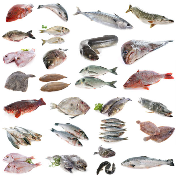 istock composite picture of fish 1222702379