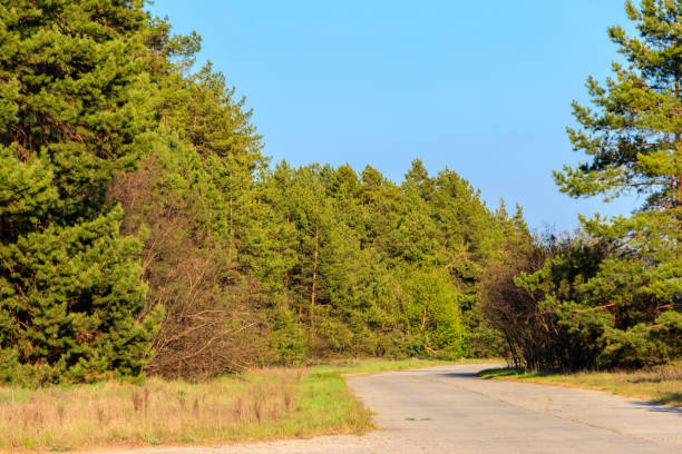 asphalt road through green pine forest at summer - 6206 imagens e fotografias de stock