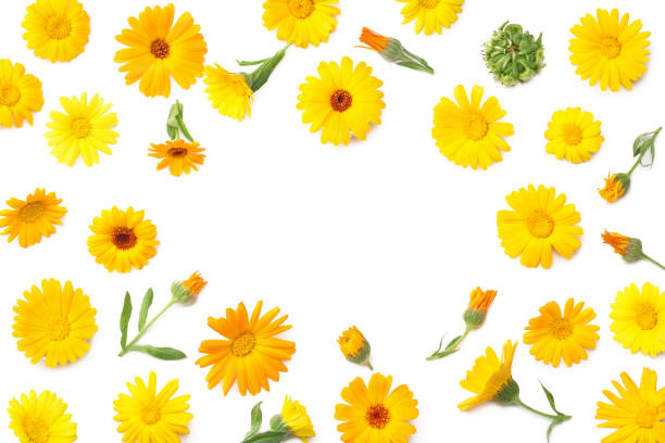 istock marigold flowers isolated on white background. calendula flower. top view 1222704998