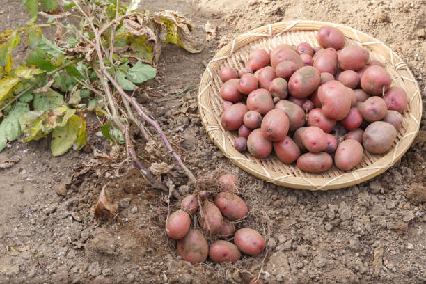 istock Fresh organic potatoes in the field 1222709530