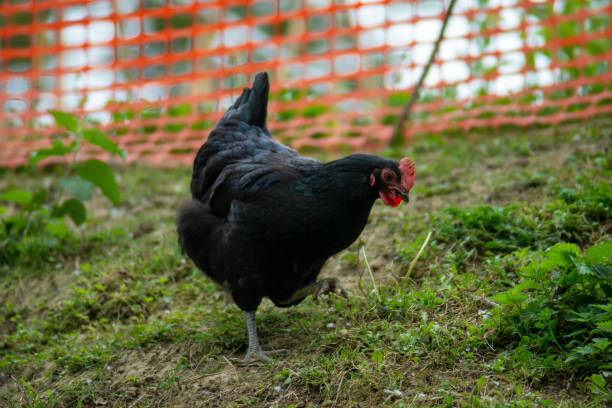 very nice hen that eats organic outdoors during a sunny day